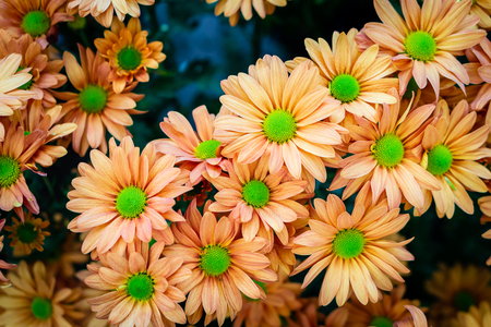 Flowers in the gardenの写真素材
