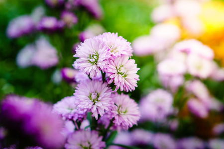 Flowers in the gardenの写真素材