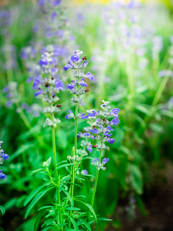 Flowers in the gardenの写真素材