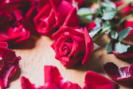 Close up of red rose and petal on wooden backgroundの写真素材