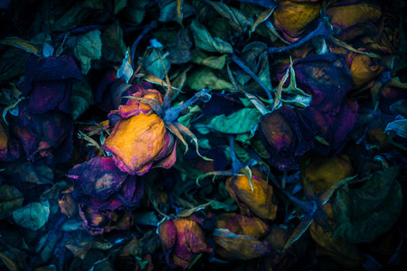 Close up of withered roses, abstract background