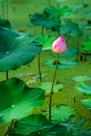 lotus and lotus leaf in the pondの写真素材