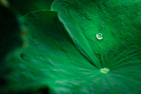 Waterdrop on a lotus leaf in the pondの写真素材