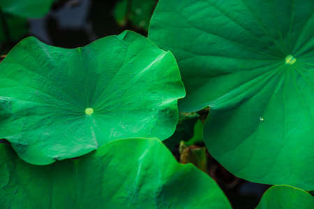 lotus and lotus leaf in the pondの写真素材