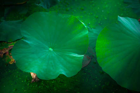 lotus leaf in the pondの写真素材