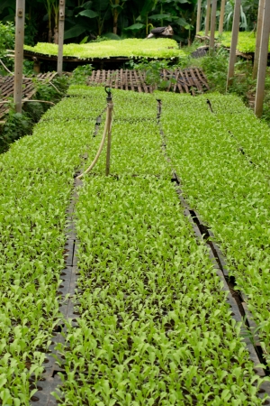 seeding farmの写真素材