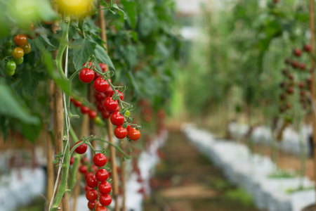 Cherry tomato02
