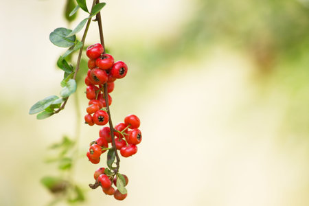Wild Berries