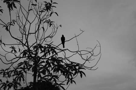 Aloneの写真素材