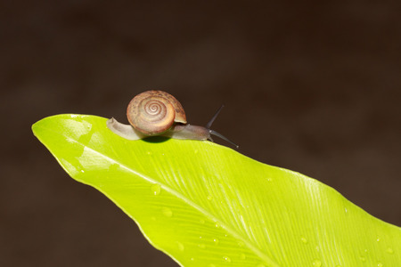 Snails are animals that are often found in moist forests.の写真素材