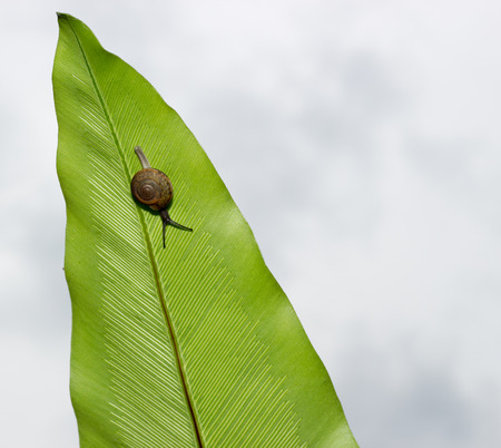 Snails are animals that are often found in moist forests.の写真素材