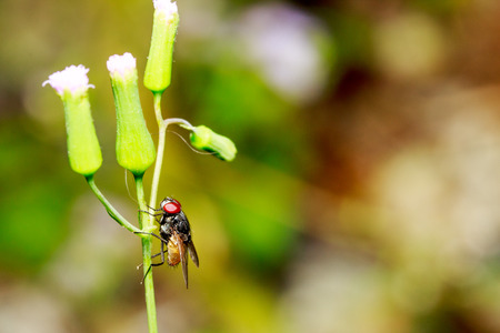 The flies are what we often see general area house.の写真素材