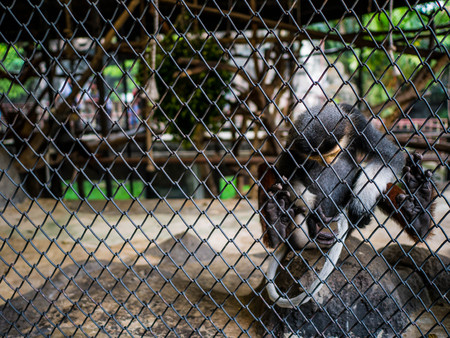 Red-shanked douc monkey Scratch Its tail ,Pygathrix nemaeus monkey behind the cageの素材 [FY310106065606]