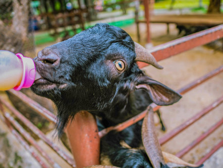 Feeding Goat,Goat eating Milk from bottle of milk,Black Goat look happy when drink the milk,Close up Goat drinking milk,Happy black Goatの写真素材