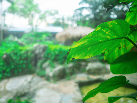 Green leaf and the sunlight,Beautiful sunlight and Leafの写真素材