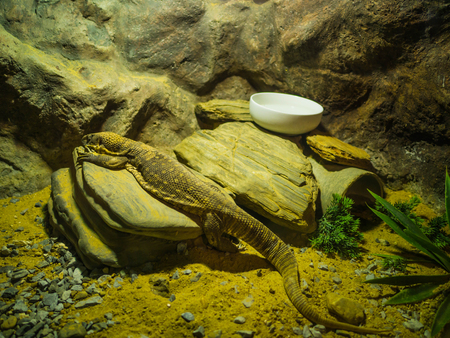 Big iguana on the rockの写真素材