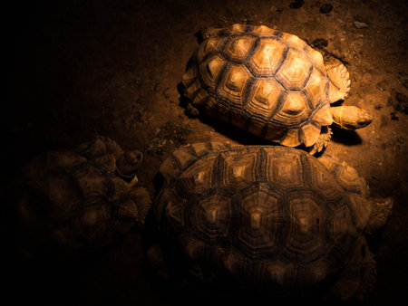 Aldabra giant tortoise,Aldabrachelys giganteaの写真素材