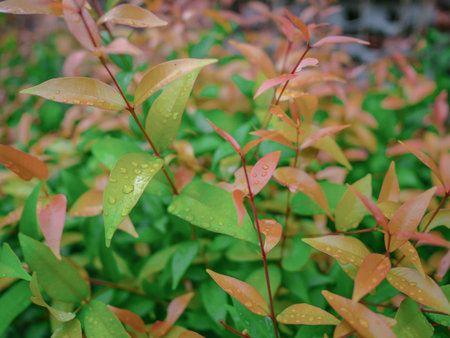 Close up Red and Green leaf after rain,Beautiful nature after the rain