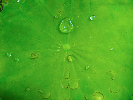 Water on Lotus Leaf,Lotus leaf in the water pond,Beautiful Green lotus leaf,Green lotus leaf textureの写真素材