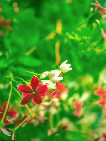 gilliflower in the park,Macro gilliflower,Beautiful nature,Close up Flower bouquetの写真素材