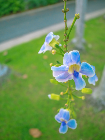 Close up Thunbergia grandiflora Flowers in the park,Blue flowersの写真素材