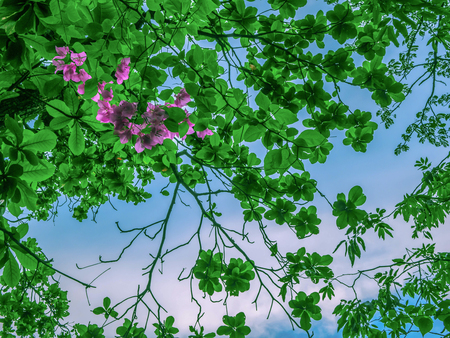 Green tree and blue sky,Red Bougainvillea Flowers on Tree brach in Blue sky backgroundの写真素材