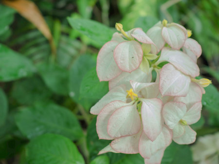 Close up hydrangea serrata Flowers