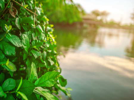 Close up Green tree beside a lake in the parkの写真素材
