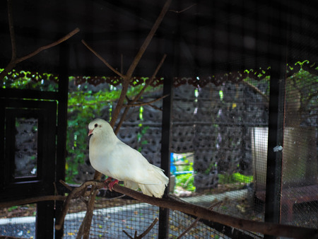 white dove on the tree branchの写真素材
