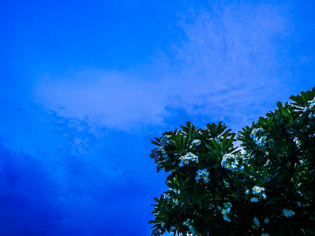 Plumeria Tree and evening sky in the parkの写真素材