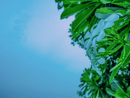Close up White Plumeria flowers on  Plumeria Tree in the Evening sky,Beautiful Flowersの写真素材