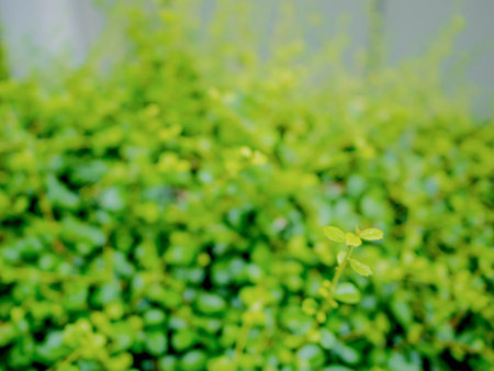 Small green Leaf on top of Garden,Green leaf Boke wallpaper