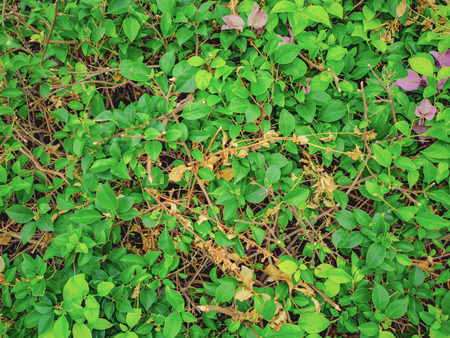 Green Leaf and Dry leaf texture wallpaperの写真素材