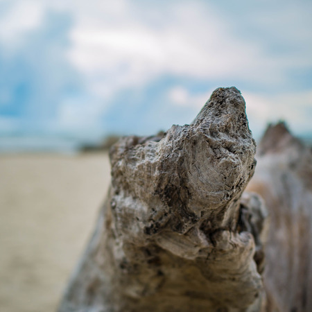 Macro Tree on the beach,Travel in vacation timeの写真素材