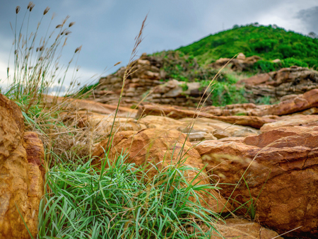 Beautiful Small Sweet Grass Grow up on the Cliff near the mountainの写真素材