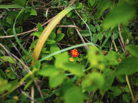 Small flowers Grow in the Center of the forest,Texture wallpaper,Nature conceptの写真素材