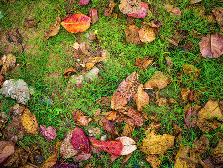 Green Leaf and Dry leaf texture wallpaperの写真素材