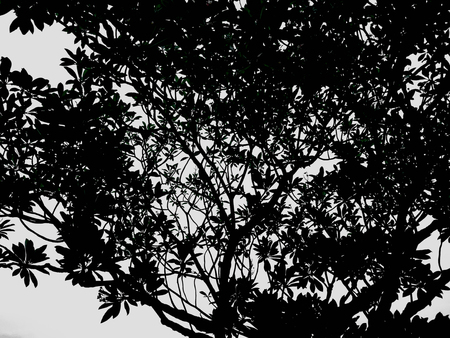 silhouette Tree branch on isolated backgroud,isolated conceptの写真素材