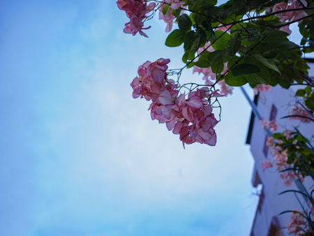 Close up Bougainvillea Flowers in the cityの写真素材