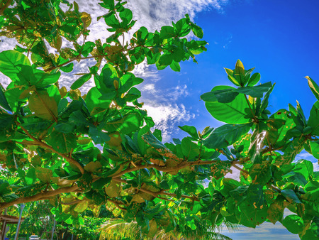 Close up Green tree on Beautiful Blue sky,Summer conceptの写真素材