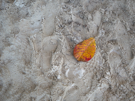Dry leaf on the beach,Sand texture wallpaperの写真素材