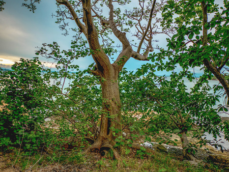 Beautiful Nature beside the ocean in the island,summer conceptの写真素材