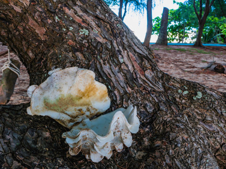 Big Shell on the Tree beside the Beach in holiday,summer and nature concept