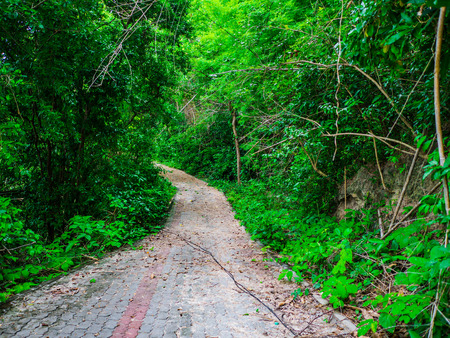 Concrete Walkway in the forestの写真素材