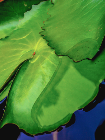 Beautiful green lotus leafs in the water pond.Oriental garden.Natural exotic backgroundの写真素材