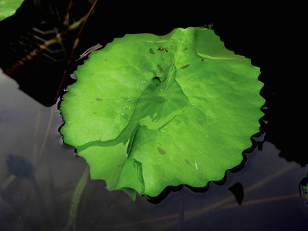 Beautiful green lotus leafs in the water pond.Oriental garden.Natural exotic backgroundの写真素材