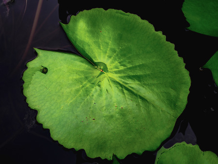 Beautiful green lotus leafs in the water pond.Oriental garden.Natural exotic backgroundの写真素材