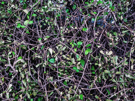 Tree branch and green leaf texture wallpaperの写真素材