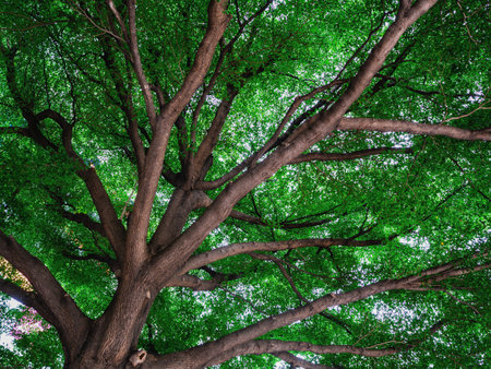 Leaf and tree,sunshine and Beautiful nature,Abstract branch and leaves.