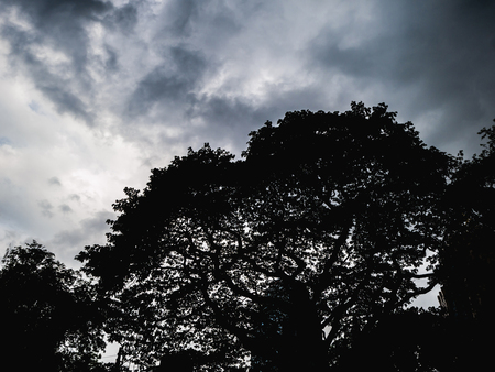 silhouette Tree in the rainy sky,nature conceptの写真素材